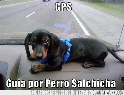 salpicadero,guia por perro,salchicha,perro,GPS,coche