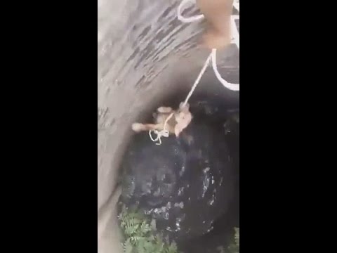 22903 - Rescatando a un perro que cayó a un pozo