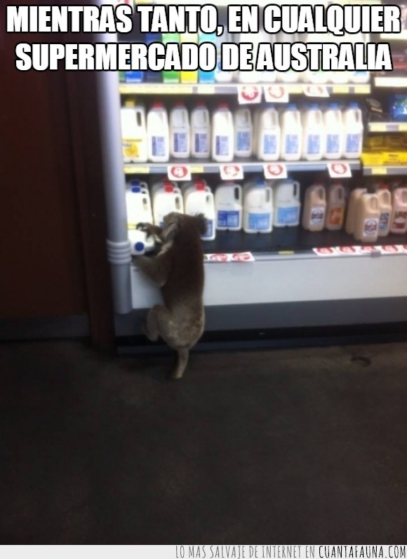 supermercado,marsupial,leche,koala,hurto,diprotodonto