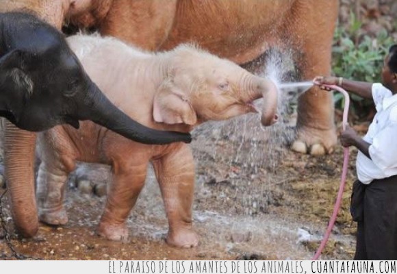 23054 - 15 animales albinos, un curioso capricho de la naturaleza