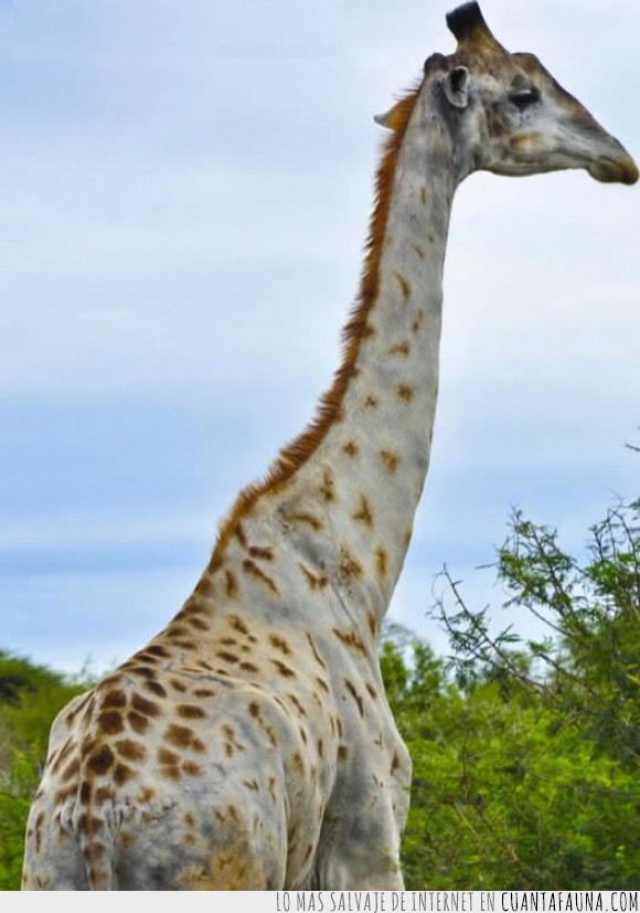 23054 - 15 animales albinos, un curioso capricho de la naturaleza