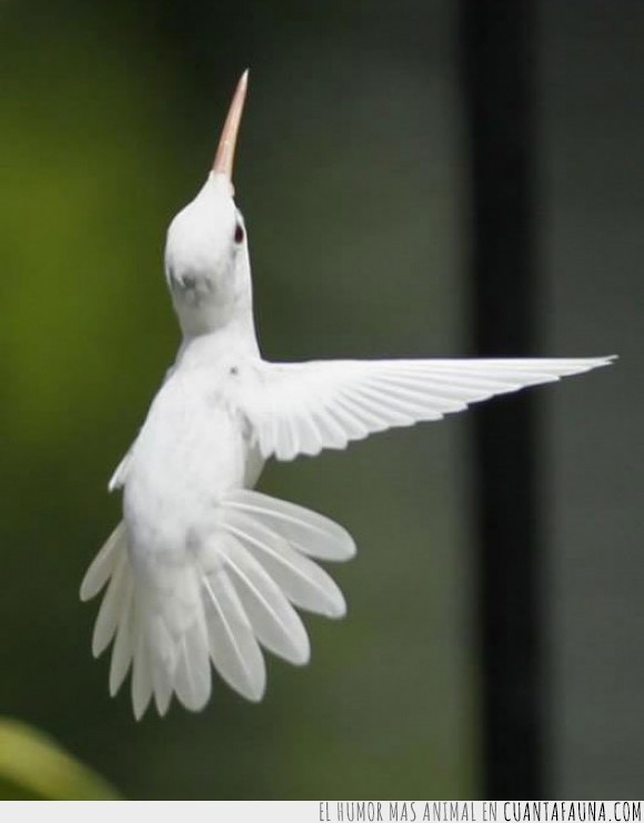 23054 - 15 animales albinos, un curioso capricho de la naturaleza