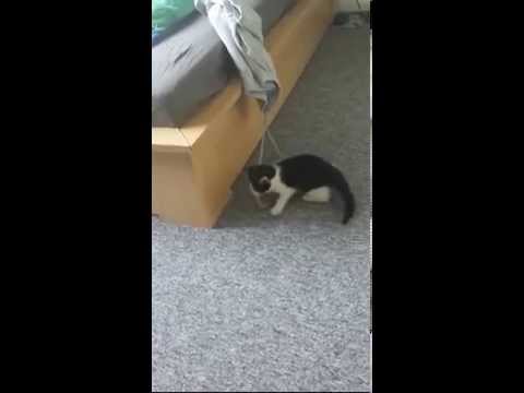 23126 - Los gatitos que se asustan de la mínima tontería pueden ser muy adorables