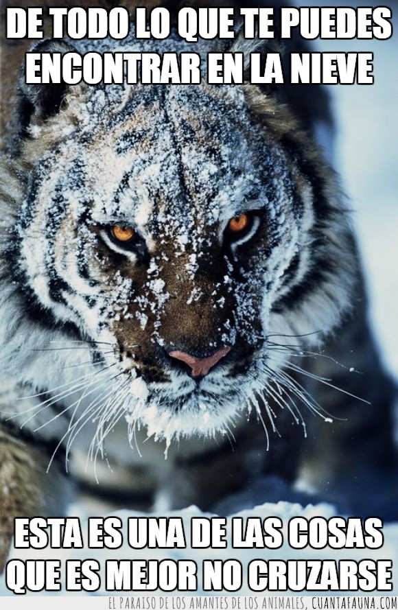 tigre,nieve,fotografìa,felino,félido,cara,belleza