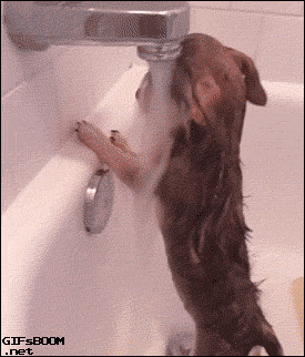perro,bañarse,debajo del chorro,ducha,grifo,gustar,agua,lo debe gozar
