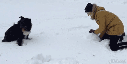 rodar,perro,muñeco de nieve,bola de nieve,romper,trollear