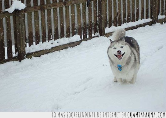 lista,perros,gatos,oso polar,nieve,contacto,por primera vez,tocar