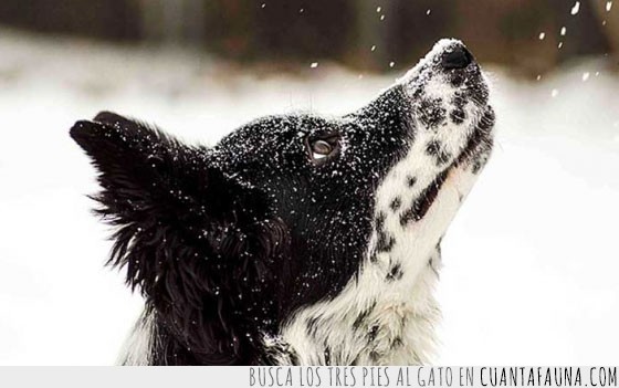 lista,perros,gatos,oso polar,nieve,contacto,por primera vez,tocar