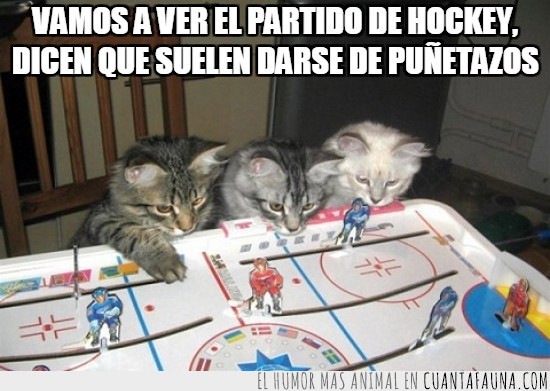 hockey sobre hielo,gato,partido,juego de mesa,puñetazos