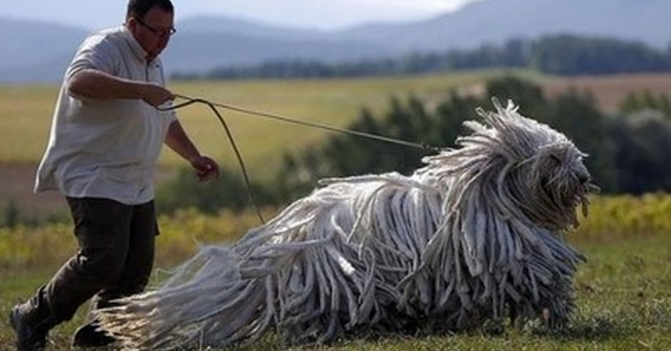 венгерская овчарка щенок фото