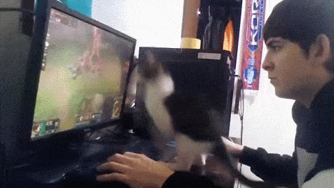 gato,incordiar,molestar,pantalla,pisar,teclado