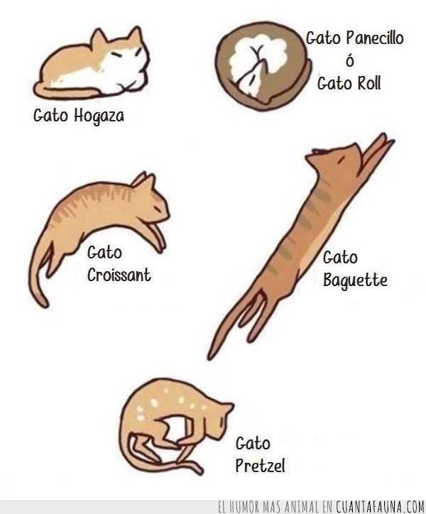 Dibujos De Gatos Tiernos