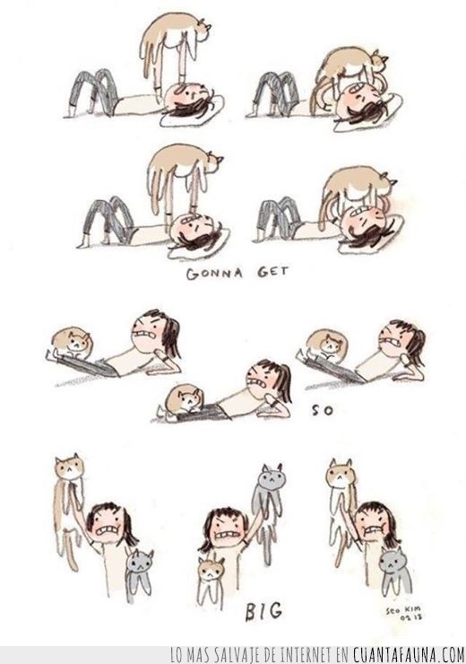 gym,gimnasio,ejercicio,músculatura,gato
