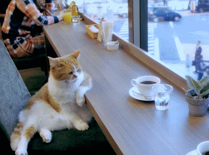café,descansar,gato,mirar,pensativo,tomar algo,ventana
