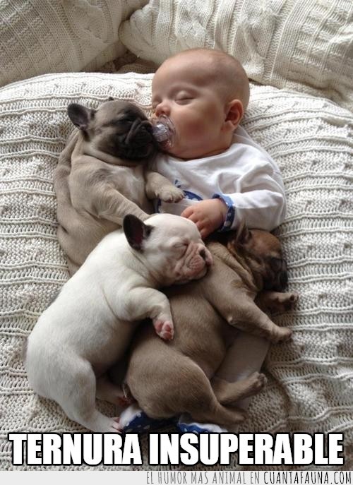Dormir,perretes,cachorros,humano,bebe