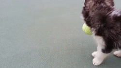 pelota de tenis,pasos,husky,caminar,cachorro,perro
