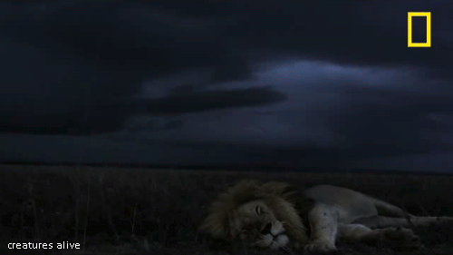 national geographic,leon,dormir,dormido,tormenta electrica