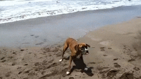 volteretas,trollear,tirar,playa,perros,perro,caer encima