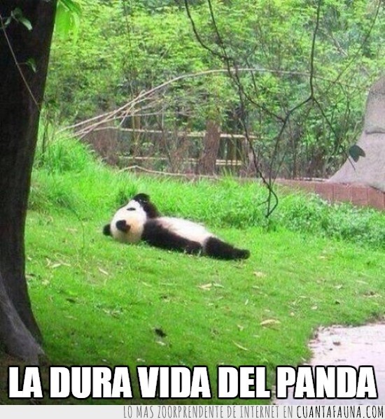oso panda,estirado,vida contemplativa,tumbado,gozando,relax