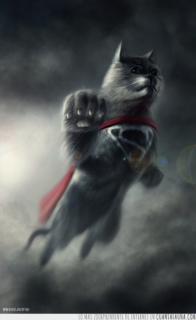superman,gato,superheroe,volar