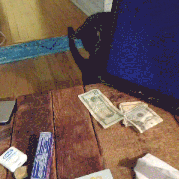ladron sutil,gato,disimulo,dinero,billetes,robar