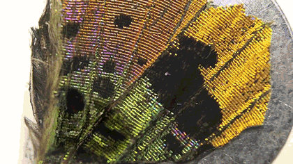 microscopio electronico,mariposa,fibras,ala,acercar
