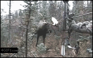 ciervo,cazador,atacar,arco y flechas,alce,disfruta de su cornamenta