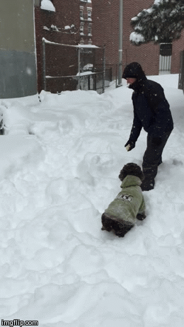 temporal,perro,nieve,nevada,clavado,atascado