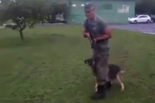perro,pastor aleman,entrenamiento,entre las piernas,soldado