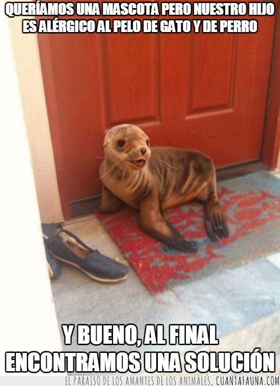 alergico,hijo,foca,leon marino,cachorro,pequeño,puerta,mascota