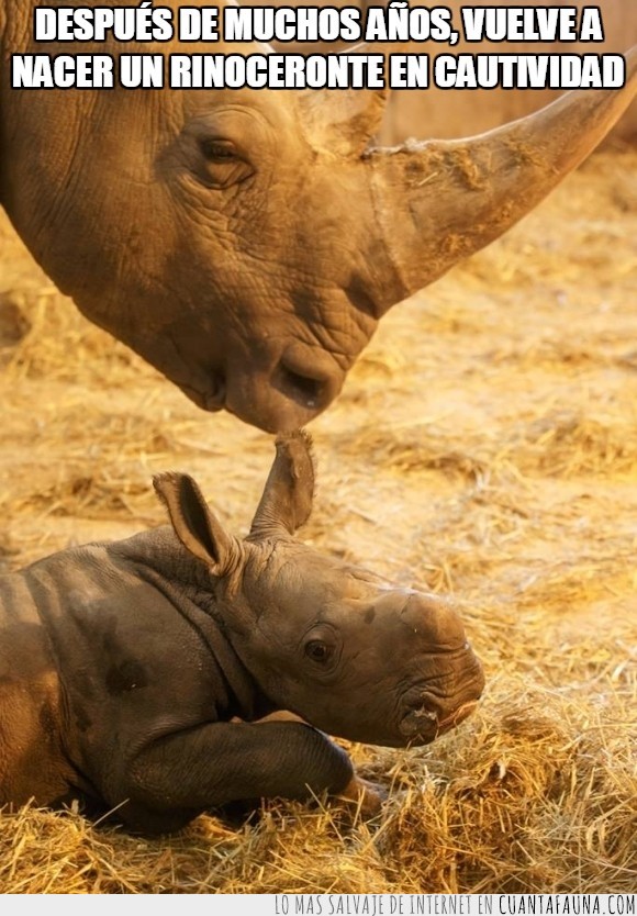 rinocerontes,nacimiento,nacer,cría,Copenague,cautividad,zoologico de copenhague