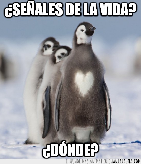 Pingüino,Corazón,Señal,mancha,pelaje