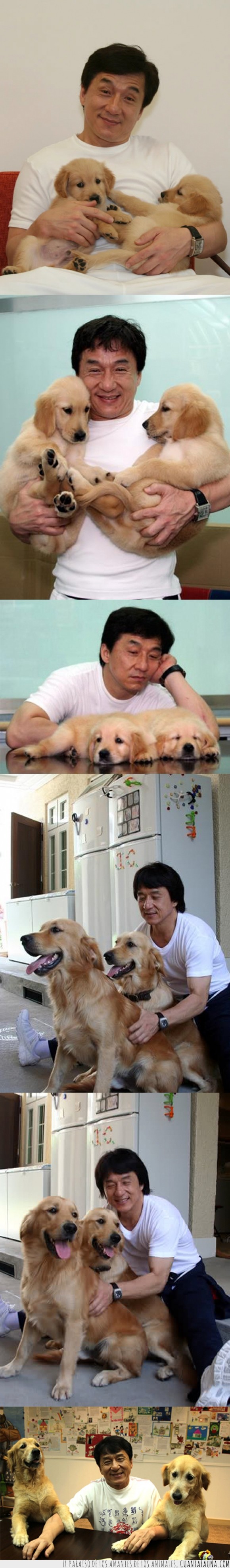 sonrisa,perro,perrete,labrador,Jackie Chan,feliz,cachorro