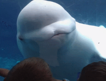 delfin,comer,beluga,ballena,abrir la boca,LOL