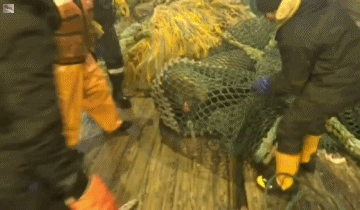 red de pesca,pescador,mordisco,morder,marino,leon,foca