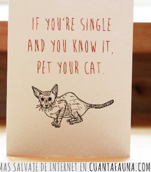 san valentin,compañía,estar solo,soltero,soltera,acariciar a tu gato