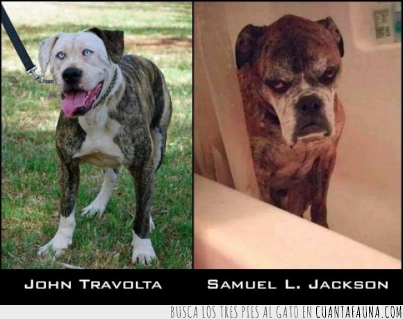 actores,canes,clavado,humor,parecido,película,perros,Samuel l. Jackson,Travolta