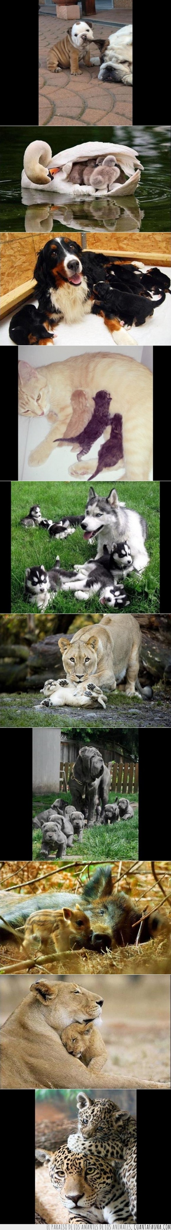 amor de la madre,cachorro,enternecedor,gatos,jabalí,leona,leopardo,madres,perros,Reino animal,tiernos