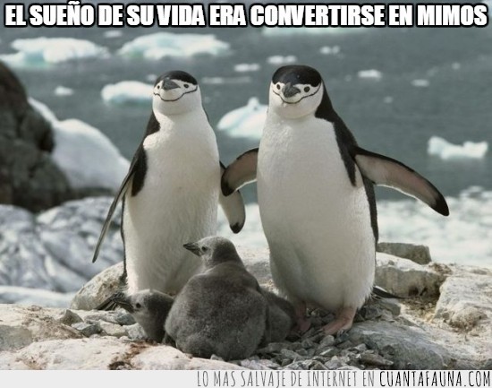 pingüinos,mimos,cara,pintada,blanco y negro,padres