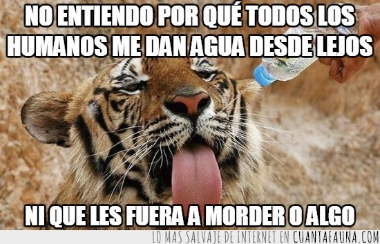 tigre,botella,chorro,desde lejos,morder