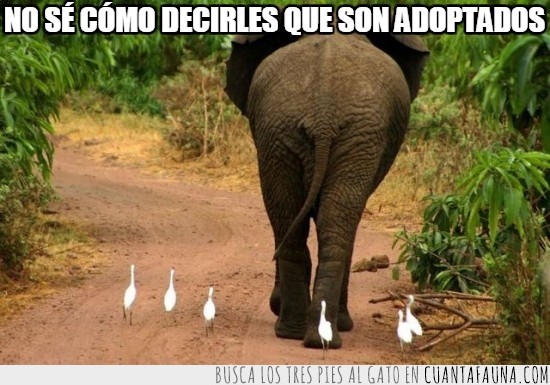 elefante,adoptados,padre,no son sus hijos