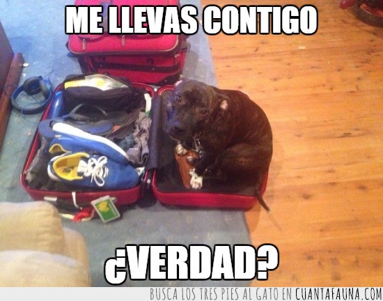 perro,maleta,mirada,tristeza,equipaje,metido,adorable
