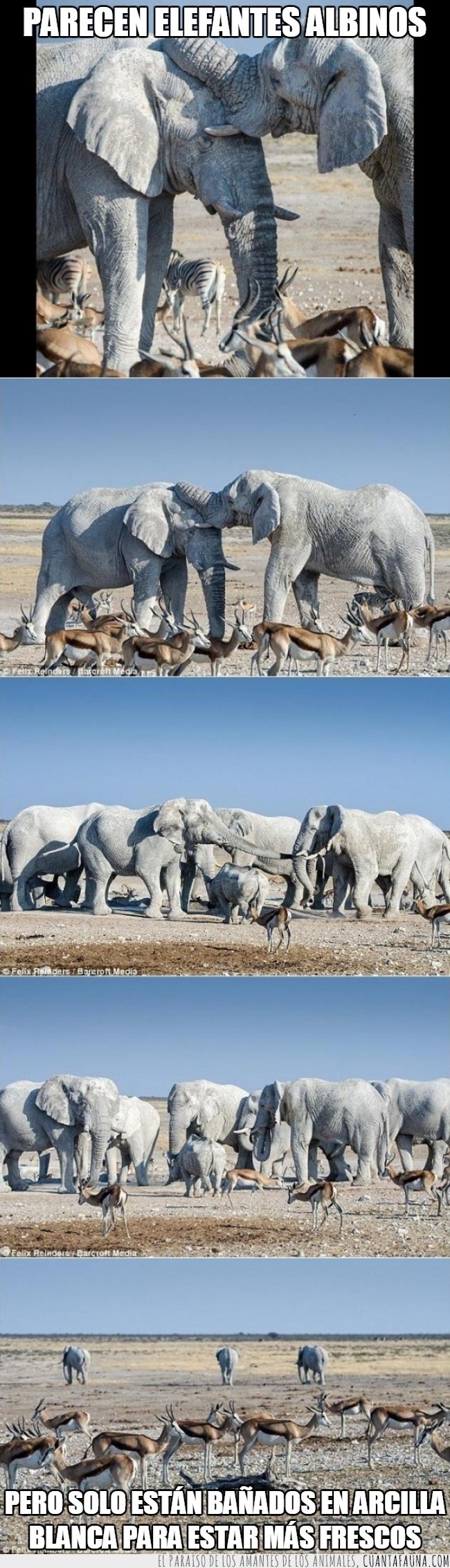 'fantasmas blancos',bañarse,calor,elefantes,Felix Reinders,frescos,mezcla de arcilla blanca y arena de calcita,Namibia,Parque Nacional de Etosha,‘pintados’ de blanco