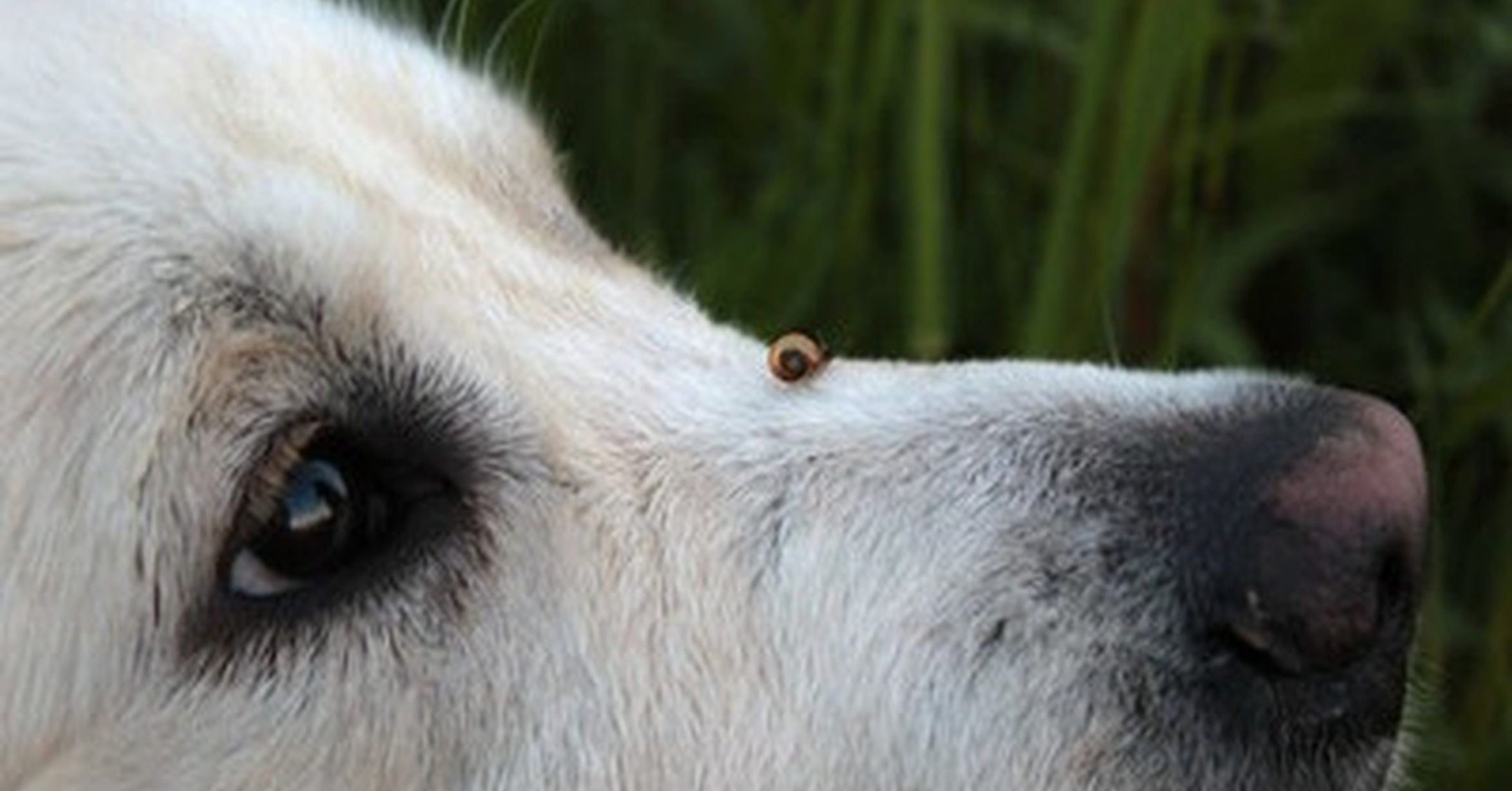 Почему у собак черный нос. Нос собаки. Мокрый собачий нос. Нос собаки сбоку. Лабрадор ретривер морда.