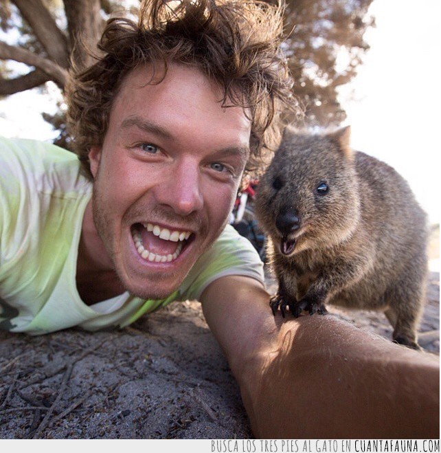 Quokka,marsupial,Australia,australiano,fotos,selfies,moda,trending,Instagram,#QuokkaSelfie,lista