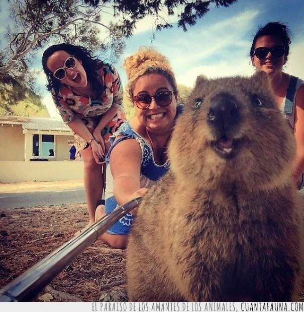 Quokka,marsupial,Australia,australiano,fotos,selfies,moda,trending,Instagram,#QuokkaSelfie,lista