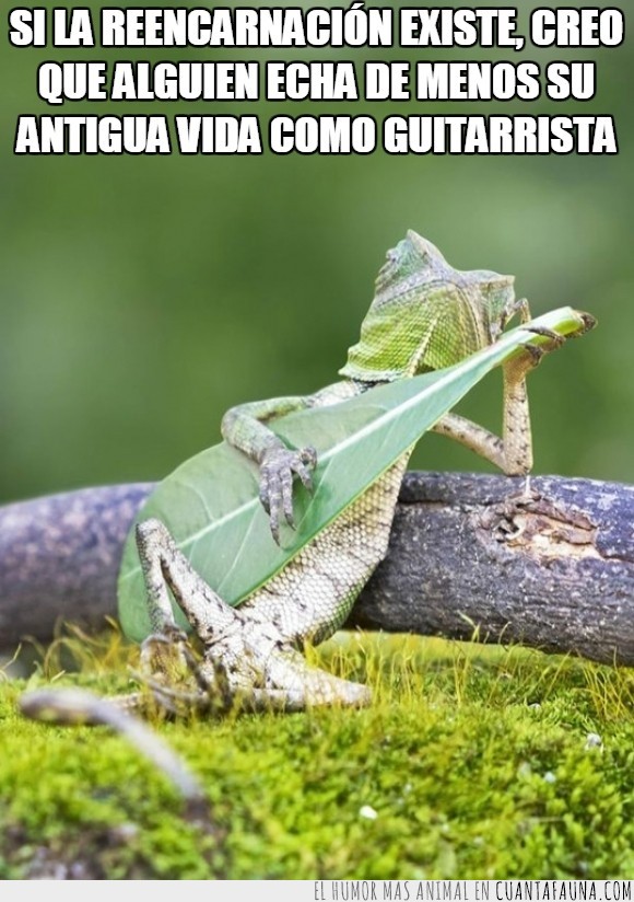 dios de la guitarra,gecko,guitarra,hoja,lagarto,rama,rock,tocar,camaleón,reencarnacion