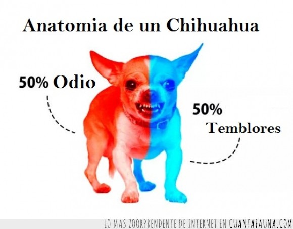 Chihuahua,maldad,odio,perro,perros,real gremlins,temblores