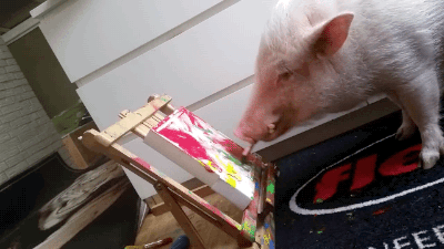 cerdito,cerdo,colores,cuadro,el cerdo pintor,lienzo,pincel