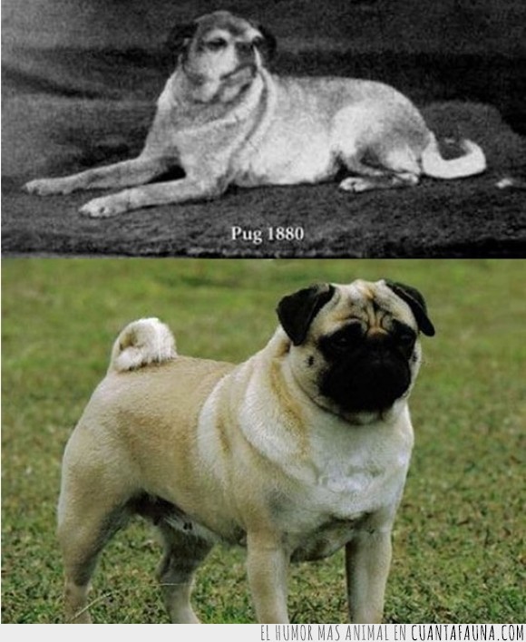 1880,antepasado,antes,curiosidad,diferencia,paso,pedigree,perro,Pug,raza,tiempo